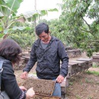 Mật ong rộng đường xuất khẩu