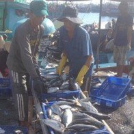 Được mùa cá ngừ sọc dưa