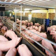 Hai mũi tấn công... chăn nuôi