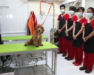Bên trong khách sạn 5 sao cho thú cưng độc nhất Việt Nam