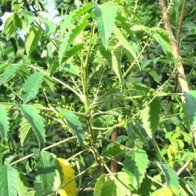 Tận thu cây khổ sâm ở Quảng Ngãi bán sang Trung Quốc