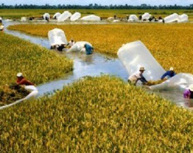 Trung Quốc cấm gạo tiểu ngạch: Việt Nam phải làm như Philippines!
