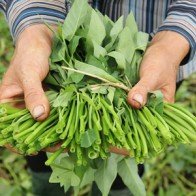 Rau muống tiến vua giá 500 đồng/mớ