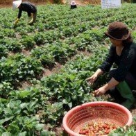 Hấp dẫn mô hình du lịch vườn dâu tây tự tay thu hoạch tại Đà Lạt