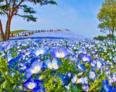 Ghé thăm vườn hoa màu xanh ở Nhật Bản