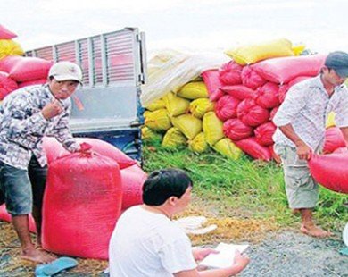 Giá lúa gạo tại ĐBSCL giảm