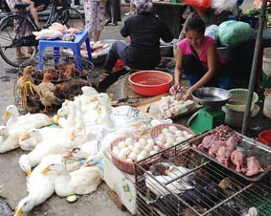Lại thêm cúm gia cầm cực độc đe dọa người Việt