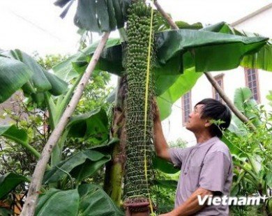 Cây chuối lạ trổ buồng dài 2m với gần 200 nải tại Quảng Bình