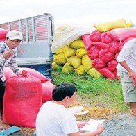Giá lúa gạo tại ĐBSCL giảm