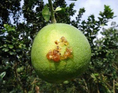 Những trái cây đặc sản khiến dân miền Tây lao đao