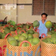 Bưởi da xanh không lo đầu ra