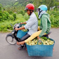 Người dân Khmer miền Tây thu lợi từ mãng cầu trồng trên núi