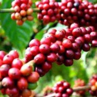 Brazil mất mùa cà phê có thể gây thiếu cung toàn cầu