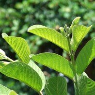 Tiểu đường không còn khó chữa