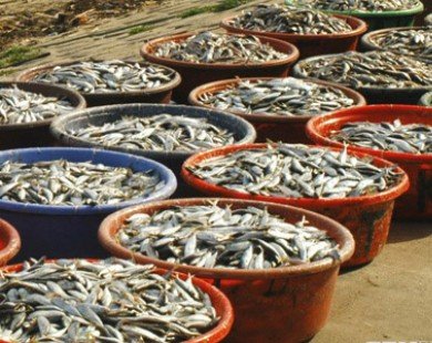 Ngư dân Khánh Hòa thu lãi cao nhờ cá nục được mùa, được giá