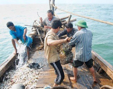 Giá cá giảm, ngư dân miền Trung lo lỗ tổn phí chuyến biển