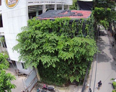 Người Hà Nội chi 1,5 tỷ đồng phủ cây xanh kín nhà