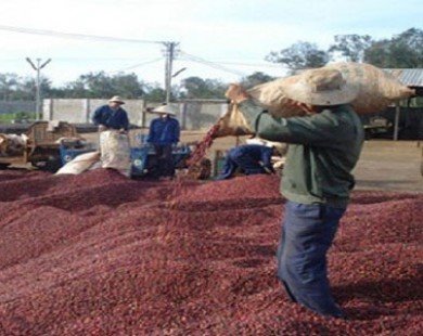 Xuất khẩu cà phê tăng cả sản lượng và giá trị