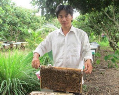 Nuôi ong Italy, thu lãi 30 triệu đồng/tháng
