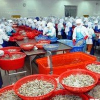 Kim ngạch xuất khẩu nông, lâm, thủy sản đạt hơn 20 tỷ USD