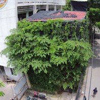 Người Hà Nội chi 1,5 tỷ đồng phủ cây xanh kín nhà