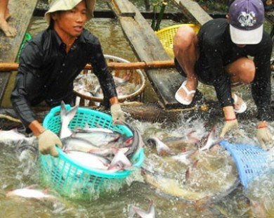 Sản lượng tôm nuôi và cá tra giảm mạnh do dịch bệnh và thời tiết