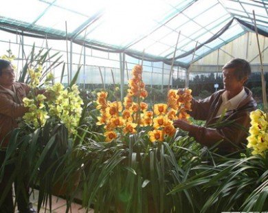 Lâm Đồng gắn nhãn hiệu chính thức “Hoa Đà Lạt” cho các loại hoa