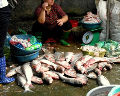 Cá ươn lóc sẵn giá 20.000 đồng/kg ở chợ đầu mối