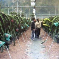 Những quả thanh long nặng 1,2kg và bí quyết kì diệu