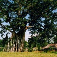 Lượng khách “về nguồn” thăm khu di tích Tân Trào tăng mạnh