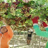 Trái cây đặc sản vẫn bấp bênh