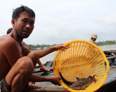 Nuôi cá lăng ở Đồng Nai thu lãi cả tỷ đồng