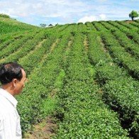 Lai Châu sốc lại cây chè