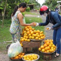 Trồng Lêkima hiệu quả cao