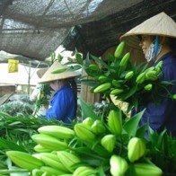 11 loài hoa được chứng nhận hoa Đà Lạt