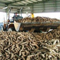 Khoai mì rớt giá