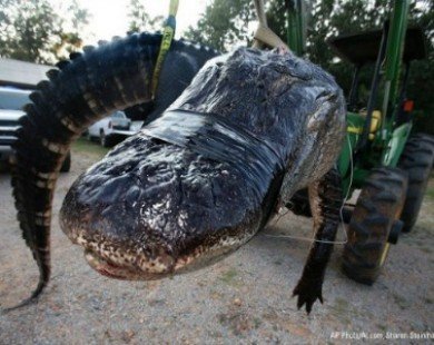 Cá sấu khổng lồ nặng gần nửa tấn thiết lập kỷ lục thế giới mới