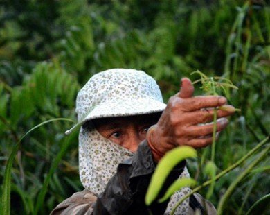 Kiếm sống bằng nghề hái rau choại ở ngoại thành Sài Gòn