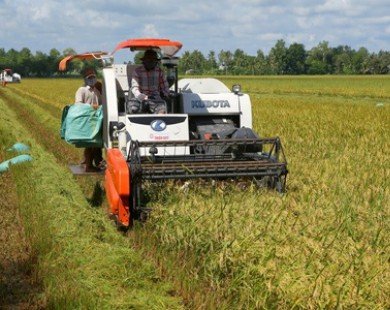 Kiên Giang: Nông dân mừng vì được giá lúa và tôm sú nguyên liệu