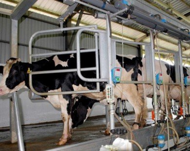 Ngành sữa đa dạng hóa sản phẩm đáp ứng nhu cầu tiêu dùng