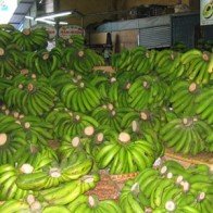 Chuối Laba rộng đầu ra