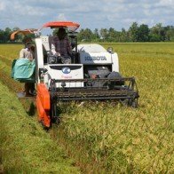 Kiên Giang: Nông dân mừng vì được giá lúa và tôm sú nguyên liệu