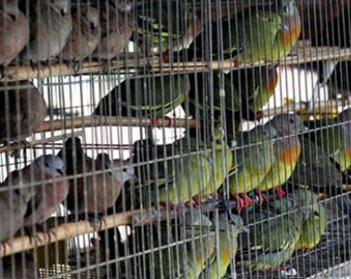 Chợ chim trời 20.000 đồng/con ở cửa ngõ Sài Gòn