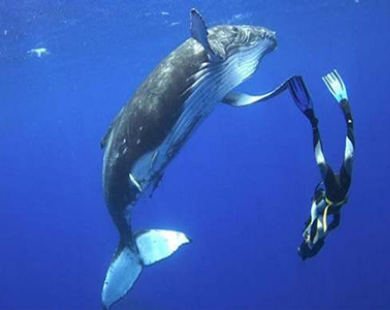 Trải nghiệm kỳ thú lặn ngắm cá voi đầy cảm xúc