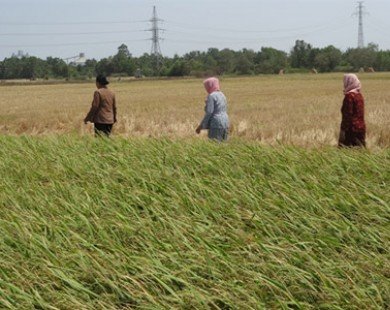 Giá lúa gạo vững đến cuối năm