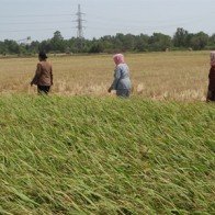 Giá lúa gạo vững đến cuối năm