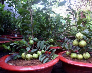 Người Sài Gòn rủ nhau mua cây ăn quả trồng trong chậu