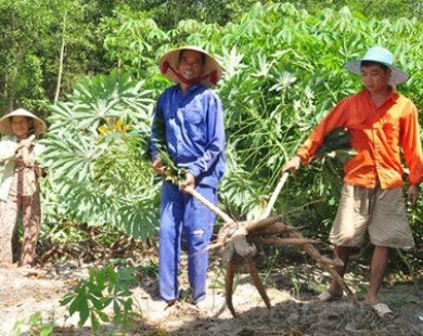 Thừa Thiên - Huế: Nông dân bán tháo sắn non