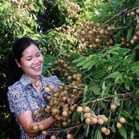 Cuối năm nay quả nhãn Việt Nam sẽ có mặt tại Mỹ