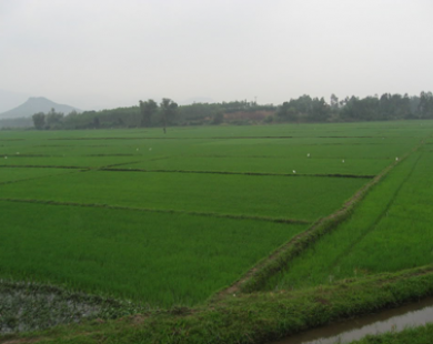 Thủ tướng đã chuyển mục đích sử dụng 5.700 ha đất lúa để làm dự án